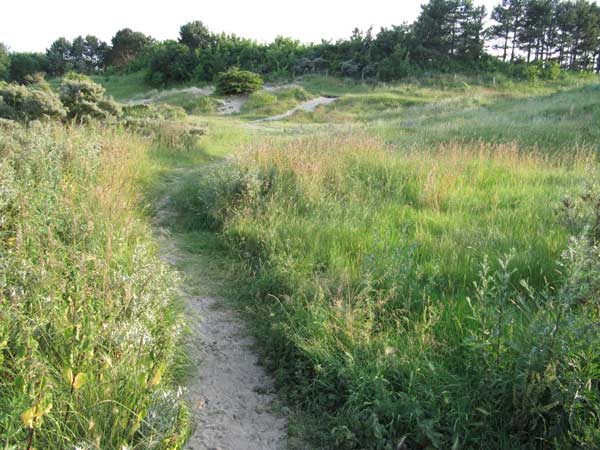 Sand dunes at Egmond aan den Hoef. (c) Guinevere Glasfurd