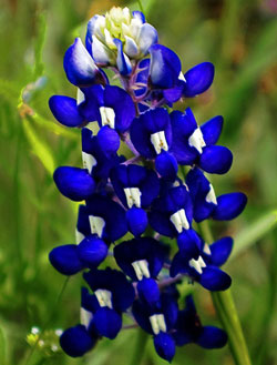 The Texas State flower 