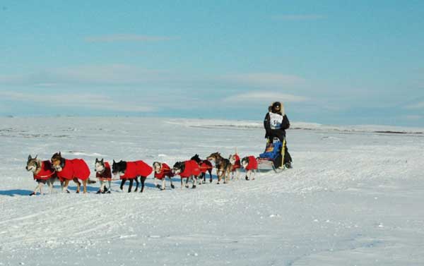 Robert Sørlie's team approaches Nome, 2007 (c) Wikipedia