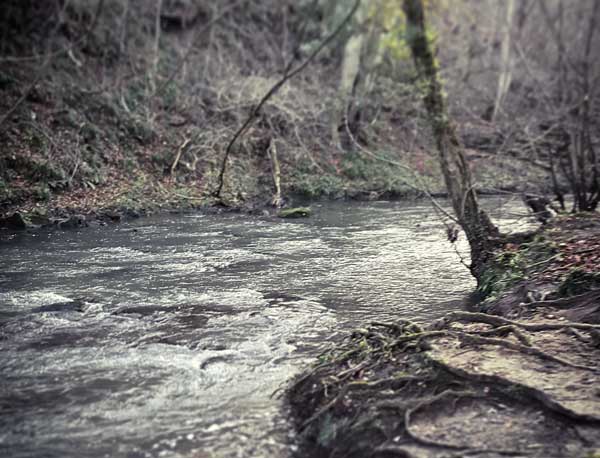 Plessey Woods (c) Matt Wesolowski