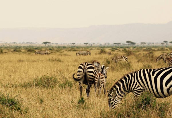 Zebras in the wild (c) Jennifer McVeigh