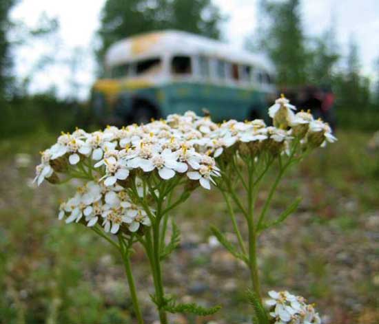 The Stampede Trail (c) Love Books Group