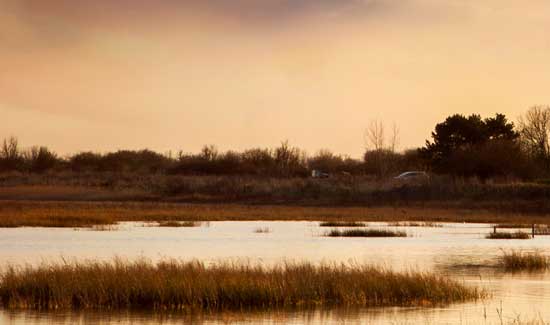 The Body in the Marsh 