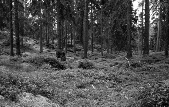 The Dark Pines of a Swedish Wood