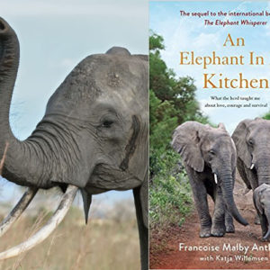 True life tale of an Elephant Safari in South Africa