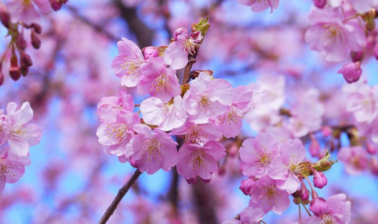 Cherry blossoms of Japan