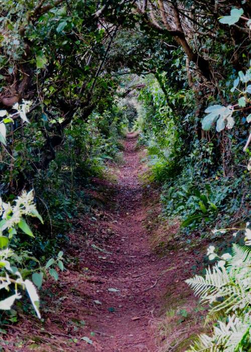 A hollow way green way above Mousehole