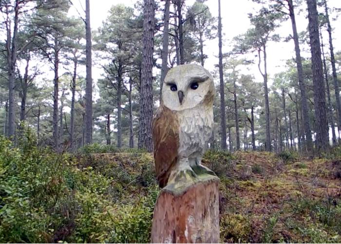 An owl in Carrbridge woods (c) Lin Anderson