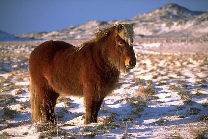 Iceland's wild horses