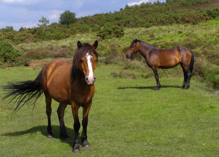 New Forest ponies (c)Wikipedia