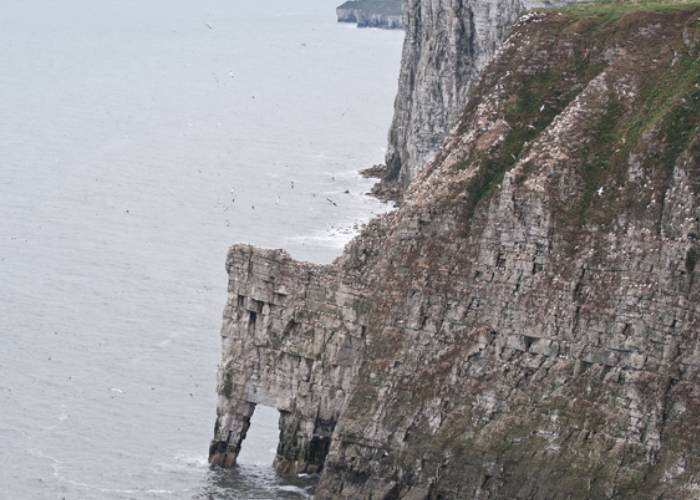 Bempton Cliffs, 