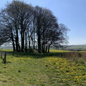 Laying out the Bones in Wiltshire with Kate Webb