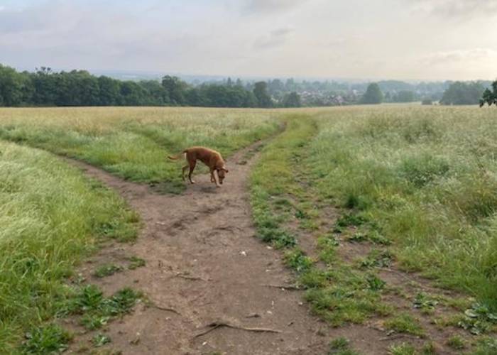 Merrow Down in Surrey (c) Alice Fowler