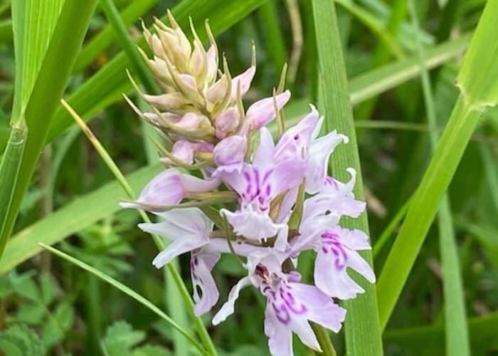 common spotted orchids (c) Alice Fowler