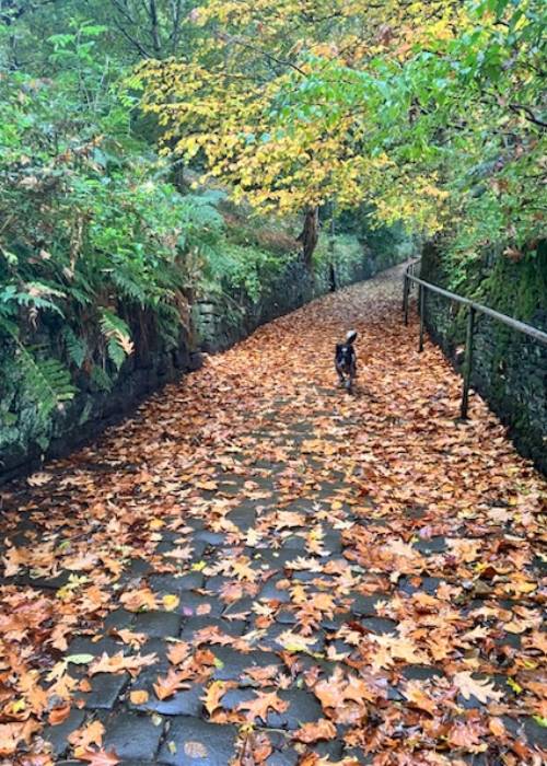 Buttress and dog (c) Liz Flanagan