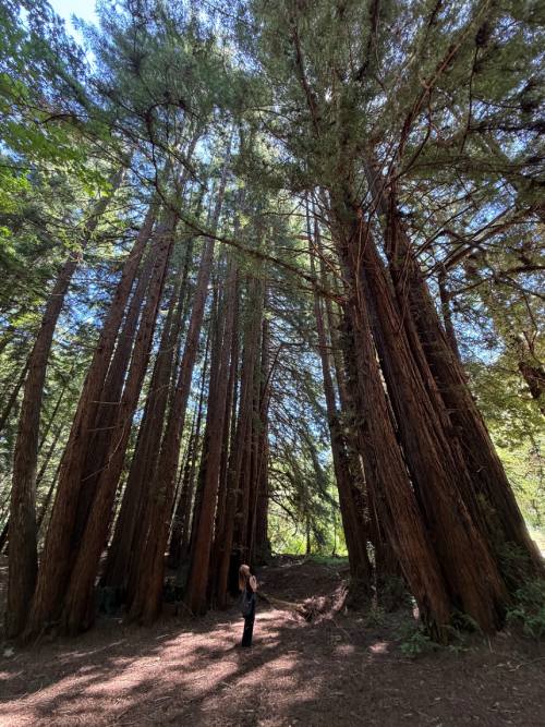 Alex redwoods (c) Robertson and Sokoloff
