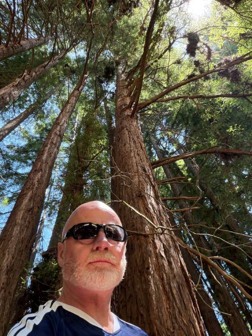 Craig redwoods (c) Robertson and Sokoloff