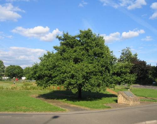 Midland Oak (c) Wikipedia