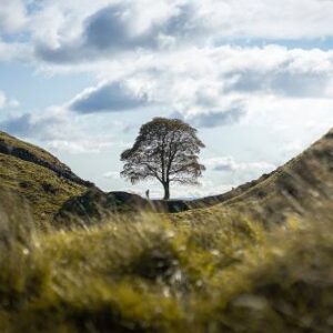 On the Trail of the Memory Keeper with Abigail Johnson