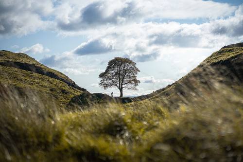 Sycamore Gap (c) Wikipedia
